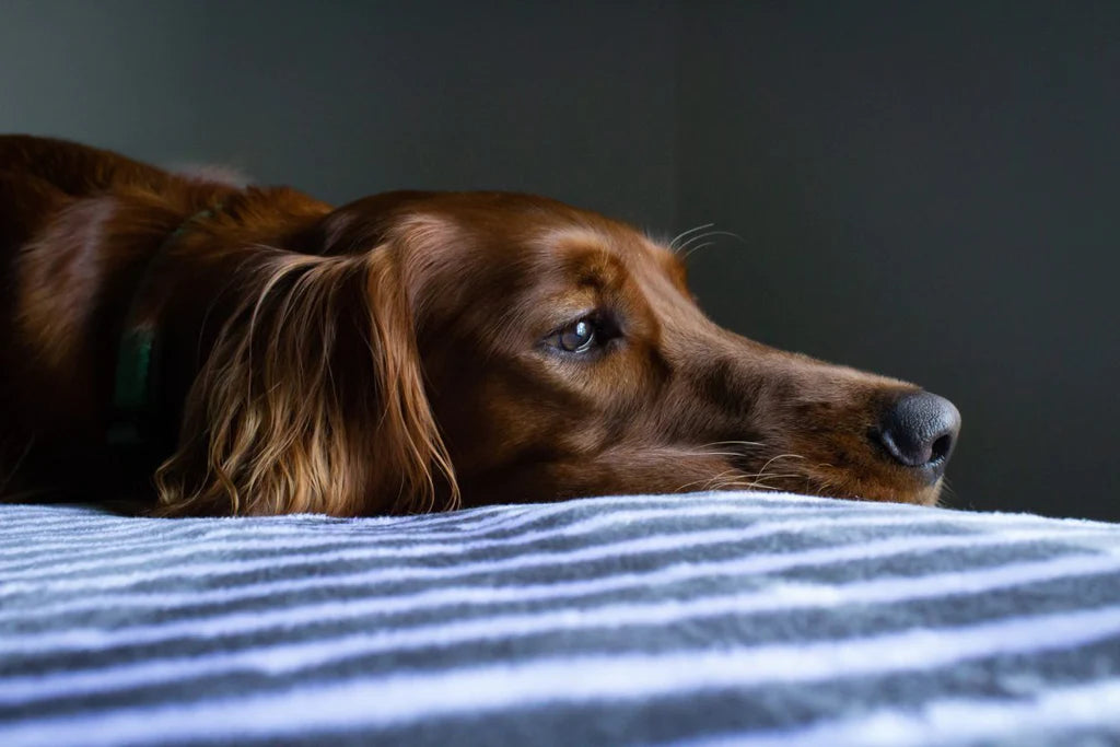 ALERGIAS EN PERROS
