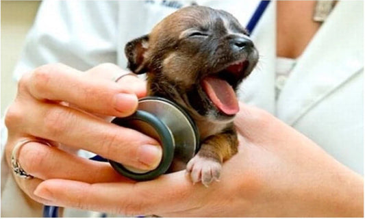 Cómo Cuidar a un Cachorro Recién Nacido