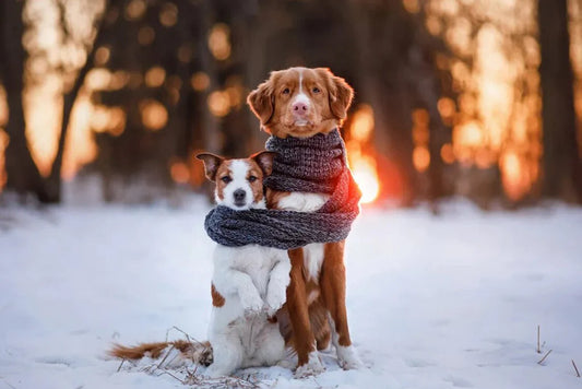 TIPS PARA PROTEGER DEL FRÍO A TUS MASCOTAS EN INVIERNO
