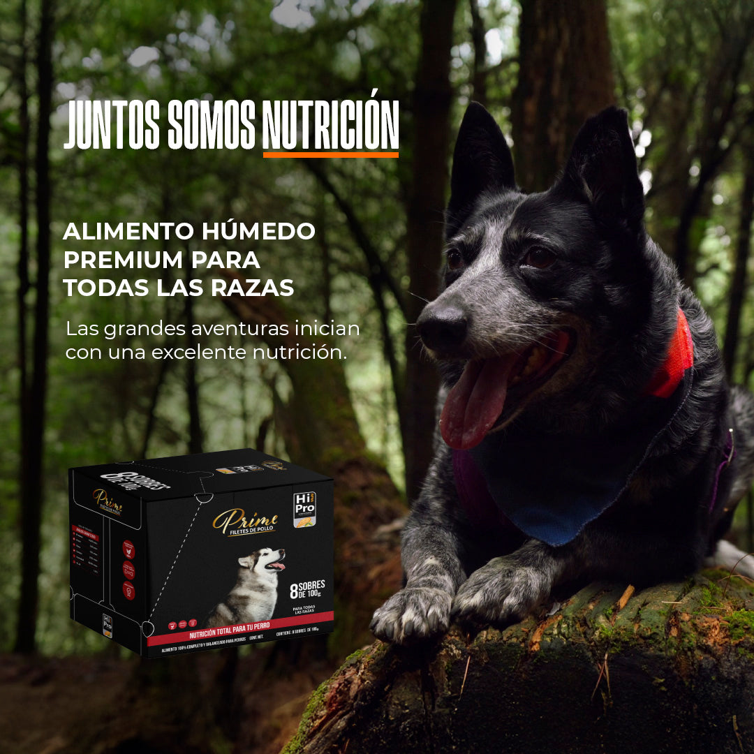 Hi Multi Pro - Alimento húmedo (8 sobres)