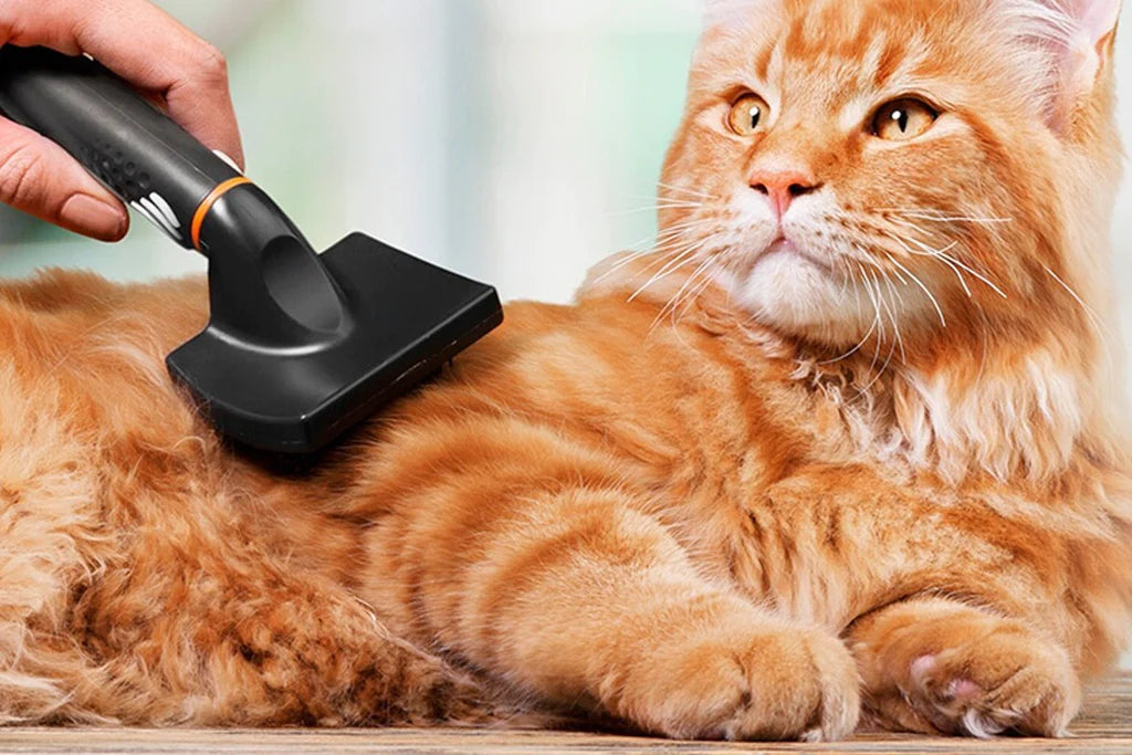 Aseo de los gatos: el mantenimiento del pelaje